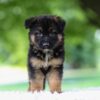 Image of Jaxon, a German Shepherd puppy