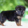 Image of Jonah, a German Shepherd puppy