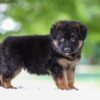 Image of Jonah, a German Shepherd puppy