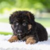 Image of Jonah, a German Shepherd puppy