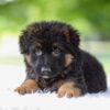 Image of Jonah, a German Shepherd puppy