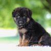 Image of Jonah, a German Shepherd puppy
