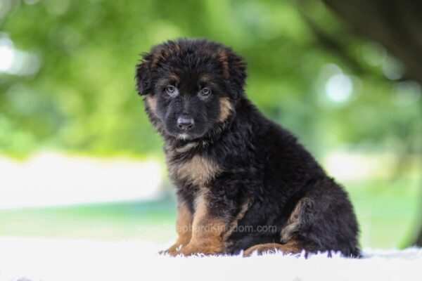 Image of Jonah, a German Shepherd puppy