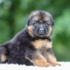 Image of Gage, a German Shepherd puppy