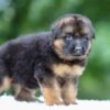 Image of Gage, a German Shepherd puppy