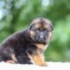 Image of Gage, a German Shepherd puppy
