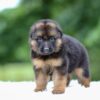 Image of Gage, a German Shepherd puppy