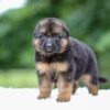 Image of Gage, a German Shepherd puppy