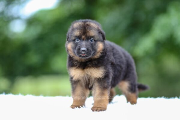 Image of Gage, a German Shepherd puppy