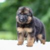 Image of Gage, a German Shepherd puppy