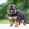 Image of Gage, a German Shepherd puppy