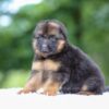Image of Gage, a German Shepherd puppy