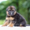 Image of Gage, a German Shepherd puppy