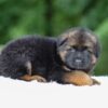 Image of Grady, a German Shepherd puppy