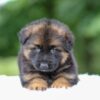 Image of Grady, a German Shepherd puppy