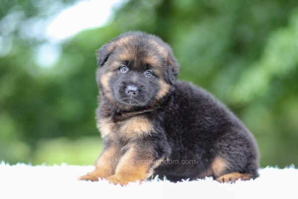 Image of Grady, a German Shepherd puppy