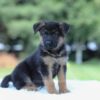 Image of Ian, a German Shepherd puppy