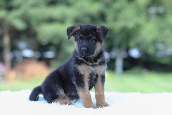 Image of Ian, a German Shepherd puppy