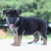 Image of Ian, a German Shepherd puppy
