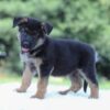 Image of Ian, a German Shepherd puppy