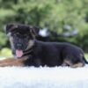Image of Ian, a German Shepherd puppy