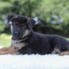 Image of Ian, a German Shepherd puppy