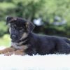 Image of Ian, a German Shepherd puppy