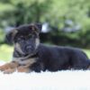 Image of Ian, a German Shepherd puppy
