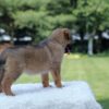 Image of Indigo, a German Shepherd puppy