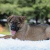 Image of Indigo, a German Shepherd puppy