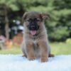 Image of Indigo, a German Shepherd puppy