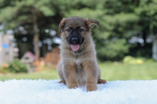 Image of Indigo, a German Shepherd puppy