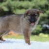 Image of Indigo, a German Shepherd puppy