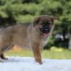Image of Indigo, a German Shepherd puppy