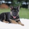 Image of Ingrid, a German Shepherd puppy