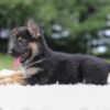 Image of Ingrid, a German Shepherd puppy