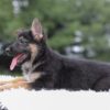Image of Ingrid, a German Shepherd puppy