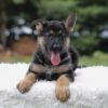 Image of Ingrid, a German Shepherd puppy
