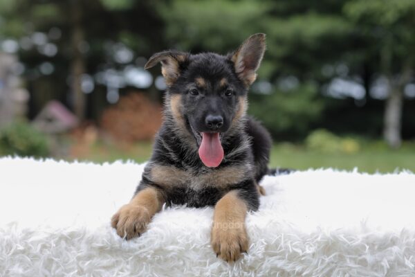 Image of Ingrid, a German Shepherd puppy