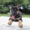 Image of Ingrid, a German Shepherd puppy