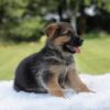 Image of Iris, a German Shepherd puppy