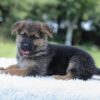 Image of Iris, a German Shepherd puppy