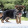 Image of Iris, a German Shepherd puppy