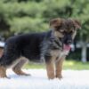 Image of Iris, a German Shepherd puppy