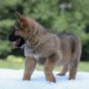 Image of Israel, a German Shepherd puppy