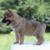 Image of Israel, a German Shepherd puppy