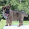 Image of Israel, a German Shepherd puppy