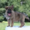 Image of Israel, a German Shepherd puppy