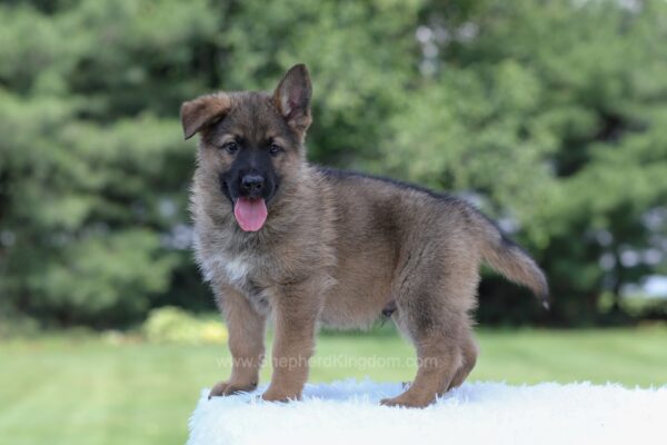 Image of Israel, a German Shepherd puppy