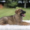 Image of Ivanna, a German Shepherd puppy